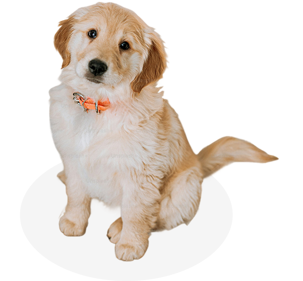 Perrito